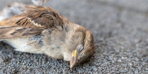 鳥死亡|鳥の死体は語る｜読み物コーナー｜山階鳥類研究